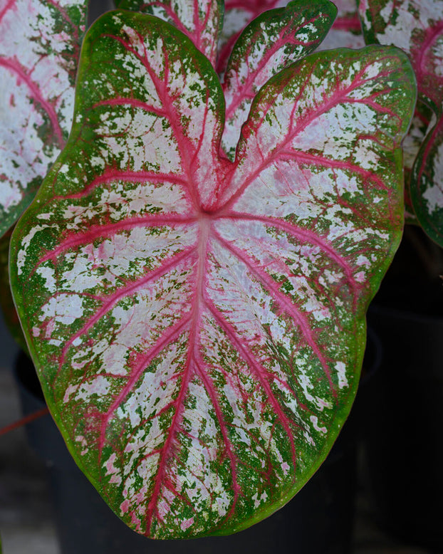 Caladium 'Tapestry'