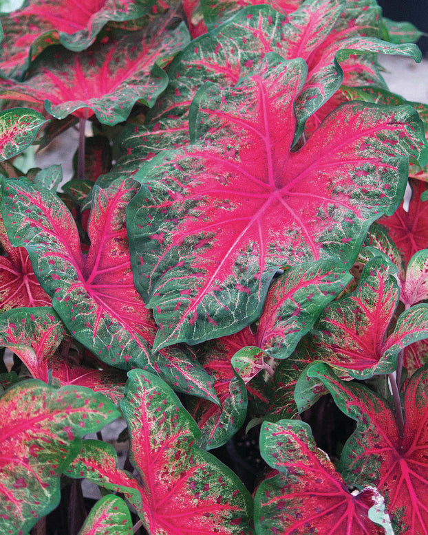 Caladium 'Wildfire'