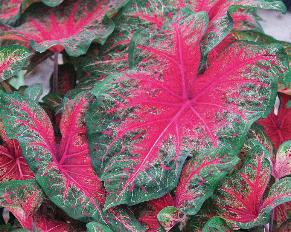 Caladium 'Wildfire'