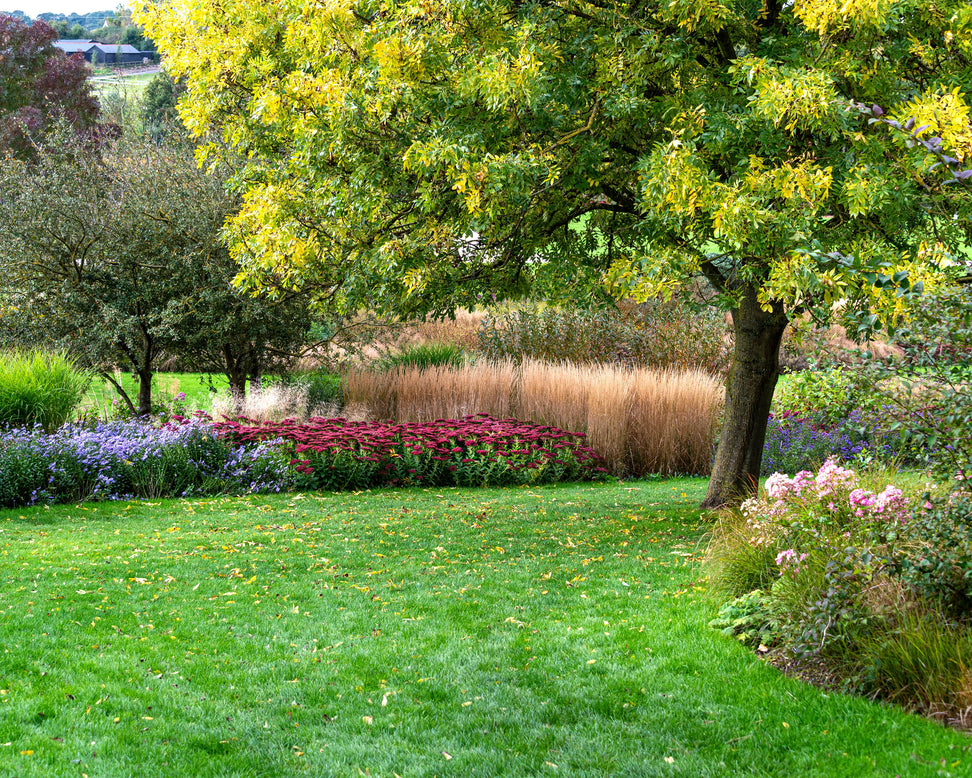 Calamagrostis 'Karl Foerster'