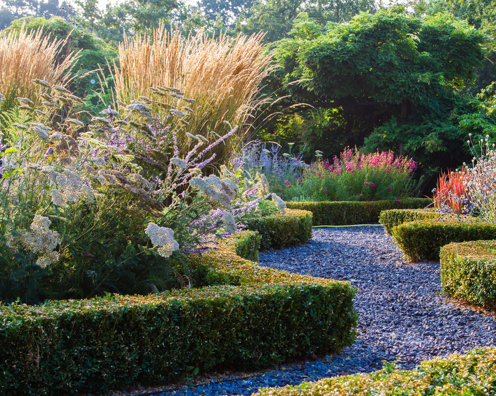 Calamagrostis 'Karl Foerster'