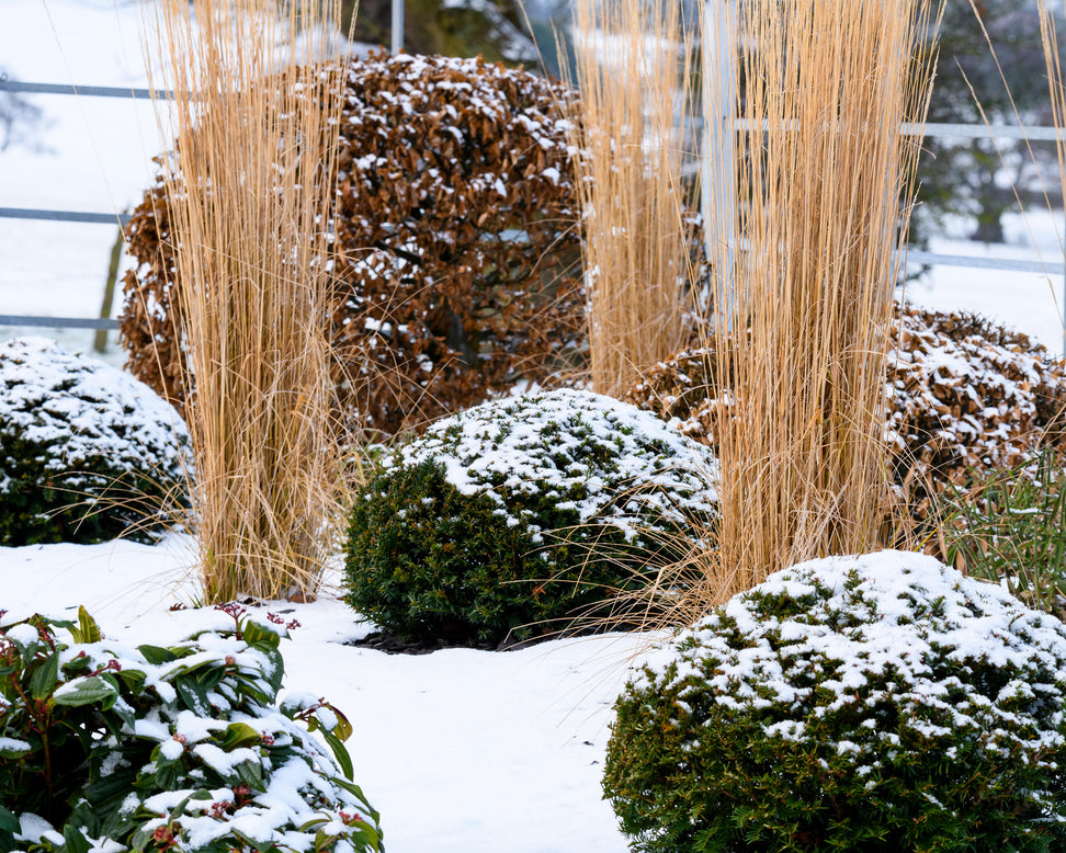 Calamagrostis 'Karl Foerster'