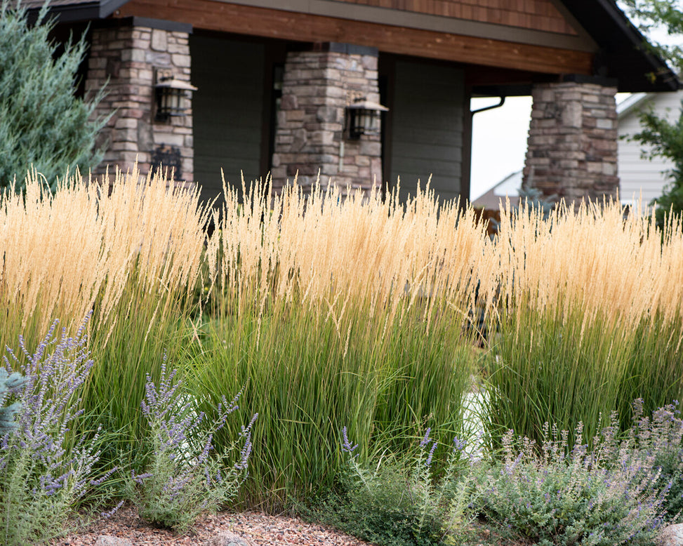 Calamagrostis 'Karl Foerster'