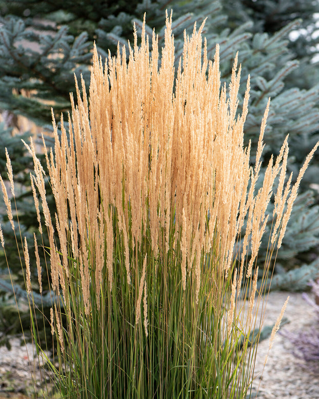 Calamagrostis 'Karl Foerster'
