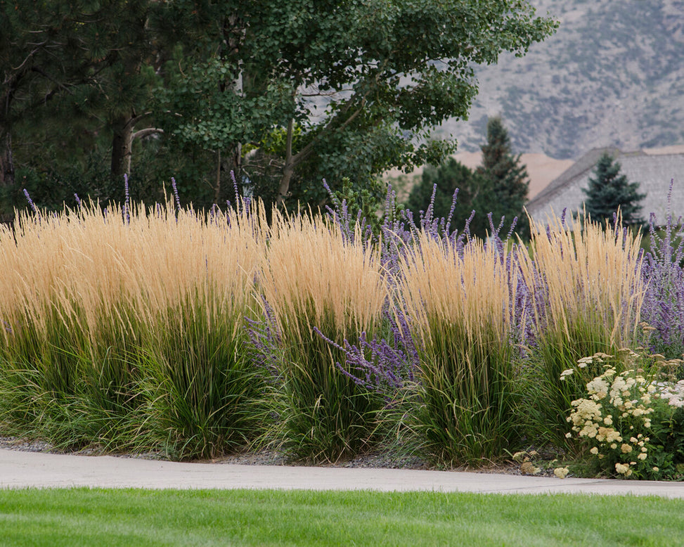 Calamagrostis 'Karl Foerster'