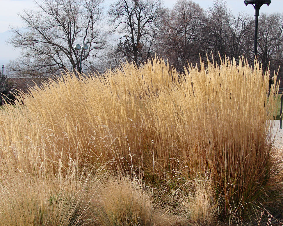 Calamagrostis 'Karl Foerster'