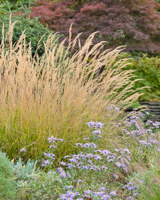 Calamagrostis 'Karl Foerster' Calamagrostis 'Karl Foerster'