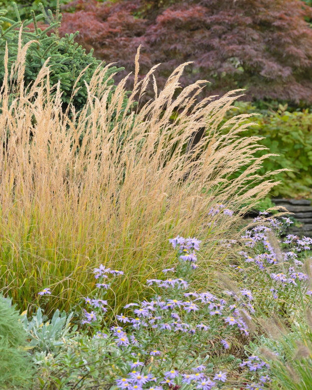 Calamagrostis 'Karl Foerster'