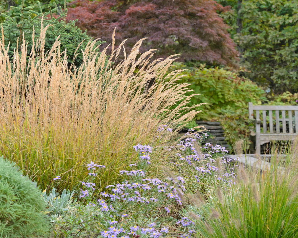 Calamagrostis 'Karl Foerster'