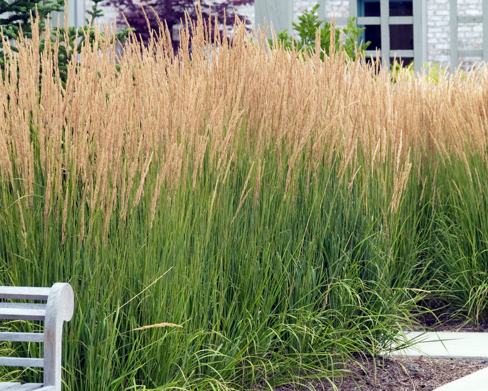 Calamagrostis 'Karl Foerster'