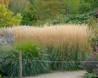 Calamagrostis 'Karl Foerster' Calamagrostis 'Karl Foerster'