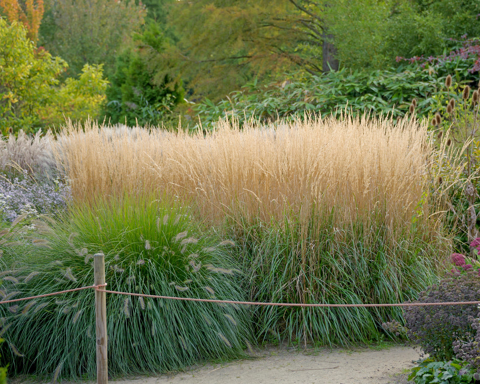 Calamagrostis 'Karl Foerster'