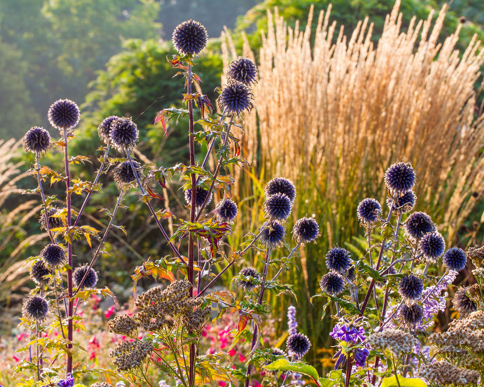 Calamagrostis 'Karl Foerster'