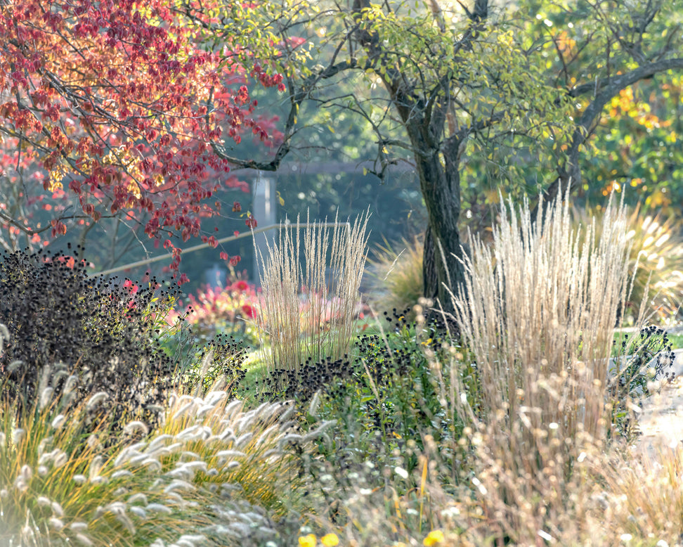 Calamagrostis 'Karl Foerster'