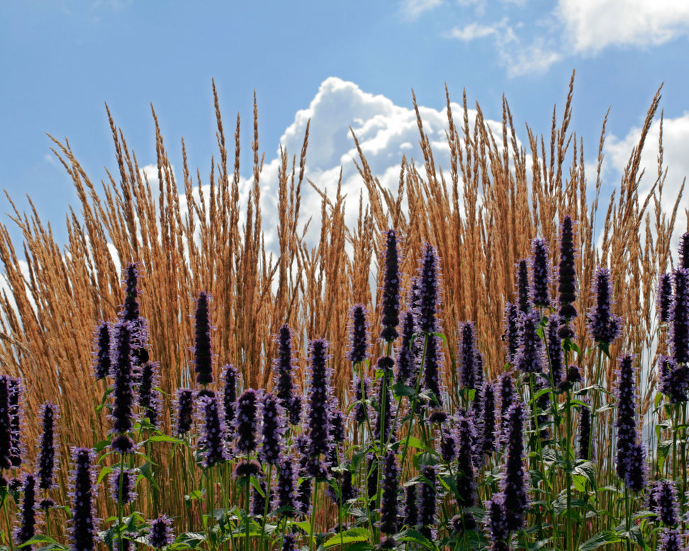 Calamagrostis 'Karl Foerster'