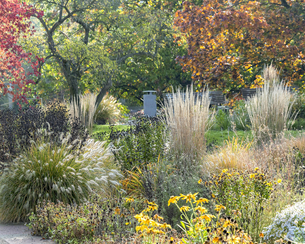 Calamagrostis 'Karl Foerster'