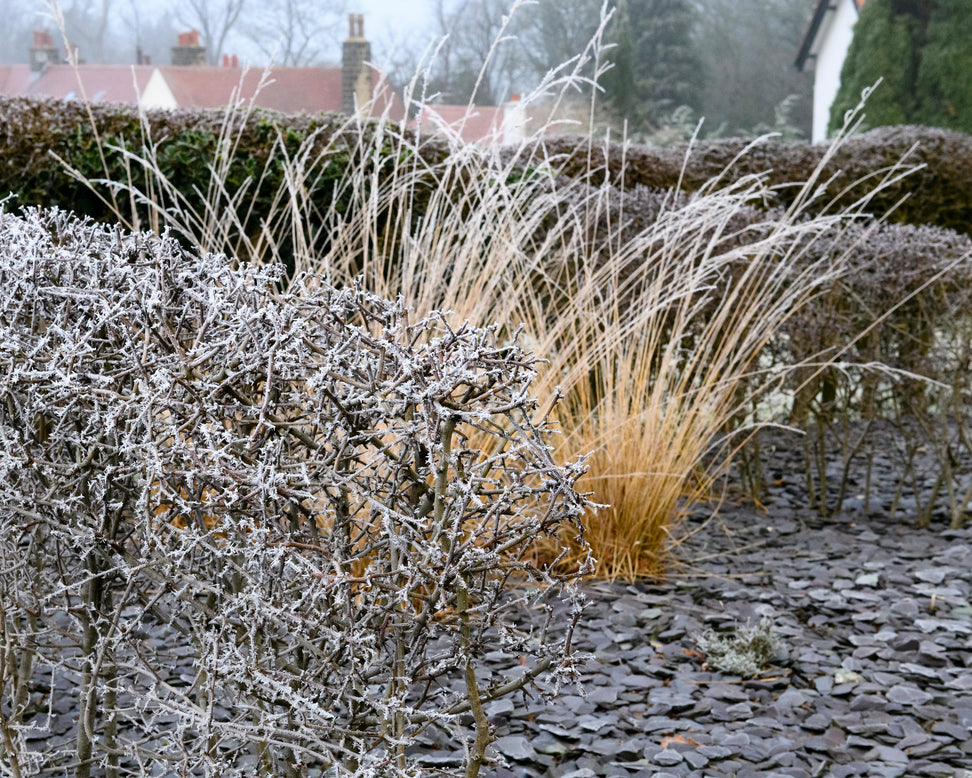 Calamagrostis 'Karl Foerster'