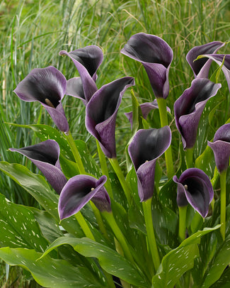 Calla 'Akela' Calla 'Akela'