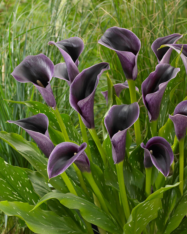 Calla 'Akela'