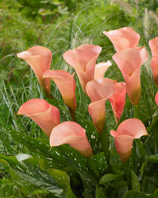 Calla 'Auckland' Calla 'Auckland'