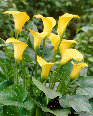 Calla 'Best Gold' Calla 'Best Gold'