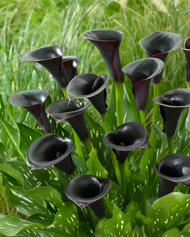 Calla 'Cantor'