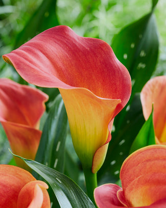Calla 'Captain Murano' Calla 'Captain Murano'