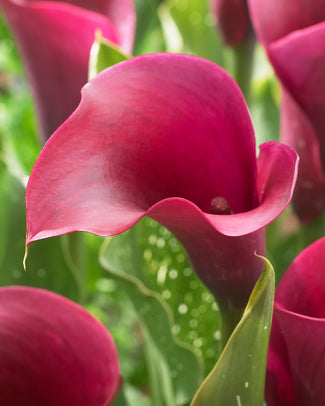 Calla 'Captain Prado' Calla 'Captain Prado'