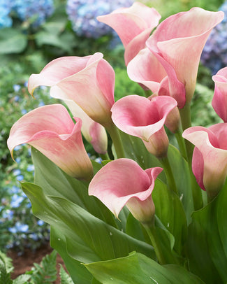 Calla 'Captain Rosette' Calla 'Captain Rosette'