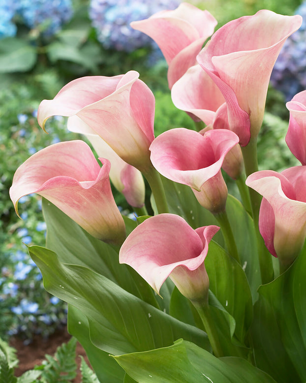 Calla 'Captain Rosette'