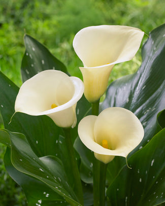 Calla 'Captain Ventura' Calla 'Captain Ventura'