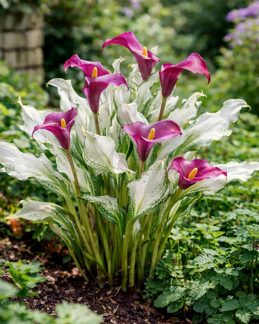calla lily plants for sale uk Calla 'Frozen Queen' bulbs