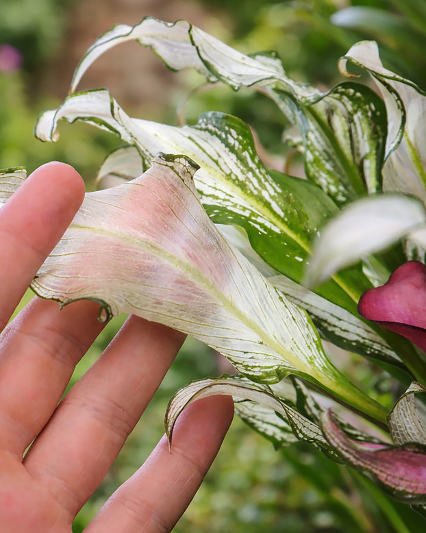Calla 'Frozen Queen'