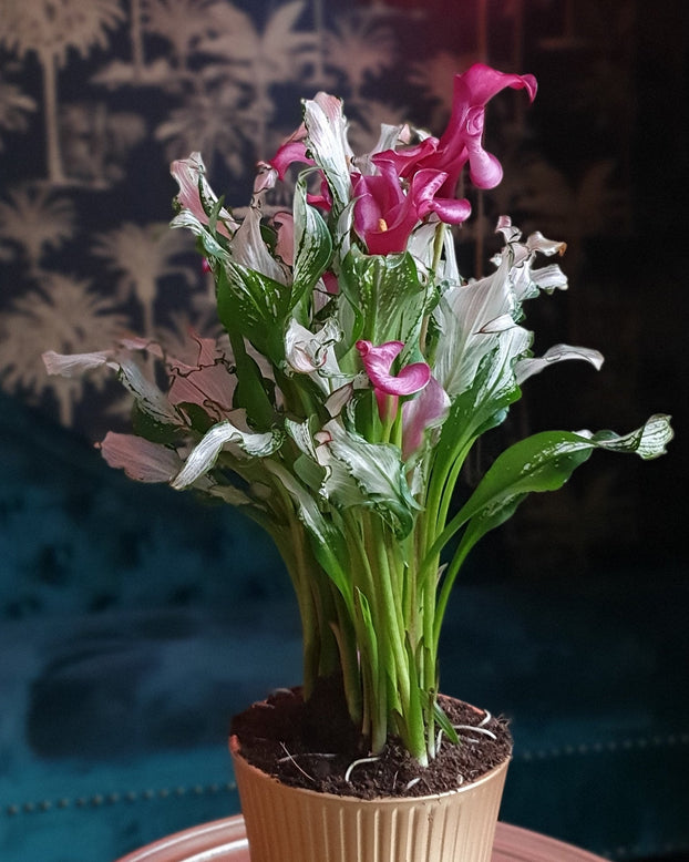 Calla 'Frozen Queen'