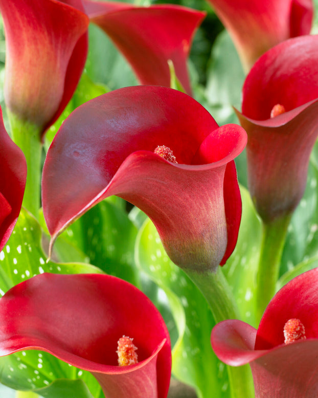 Calla 'Red Sox'