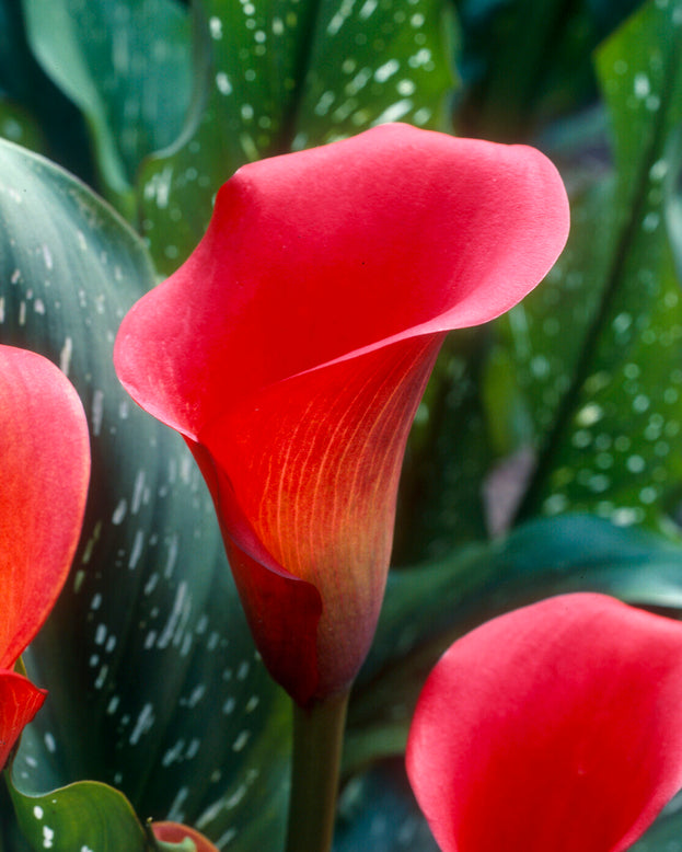 Calla 'Red Sox'