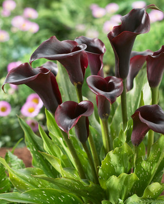 Calla 'Schwarzwalder' Calla 'Schwarzwalder'