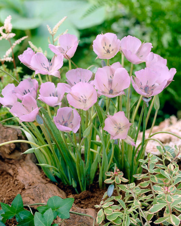 Calochortus 'Cupido'