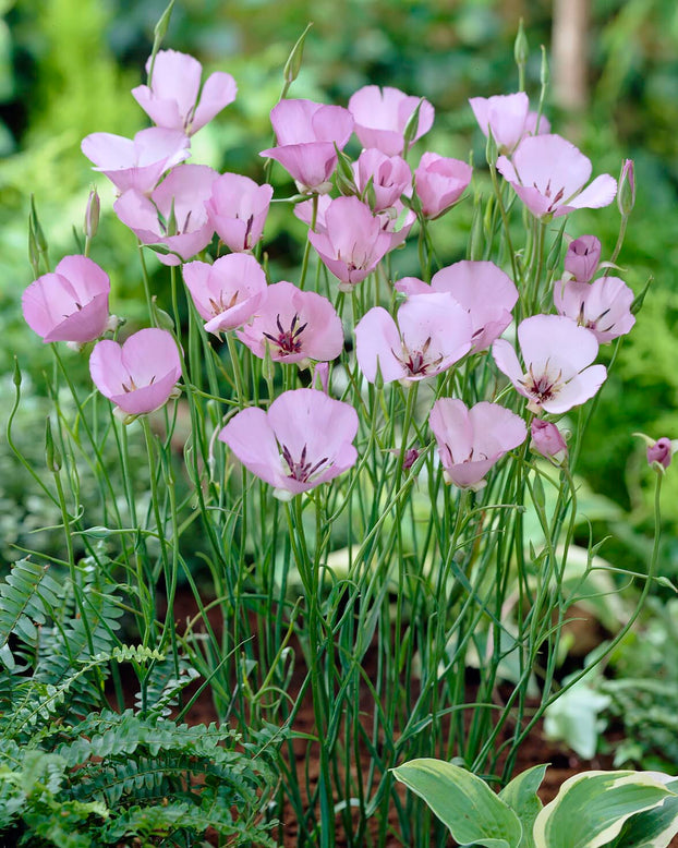 Calochortus 'Cupido'