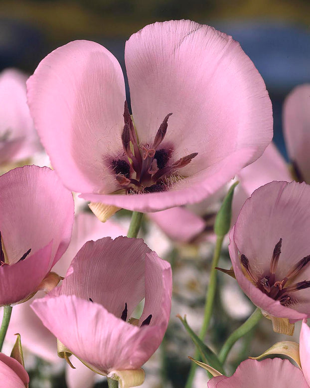 Calochortus 'Cupido'