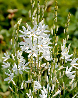 Camassia 'Alba' Camassia 'Alba'