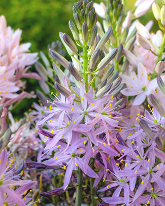 Camassia 'Aurora' Camassia 'Aurora'