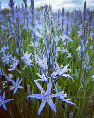 Camassia 'Blue Candle' Camassia 'Blue Candle'