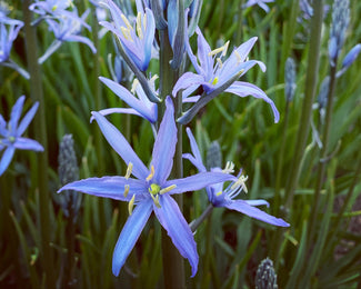 Camassia 'Blue Candle' Camassia 'Blue Candle'