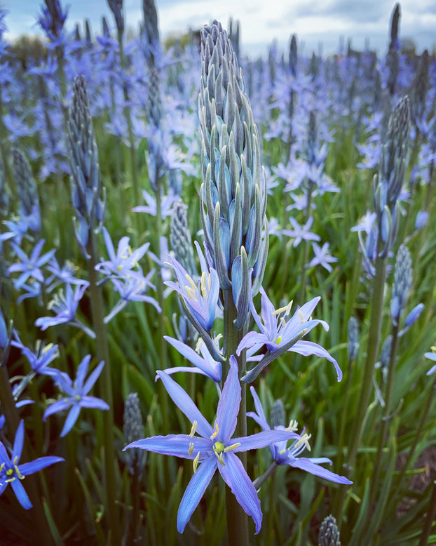 Camassia 'Blue Candle'