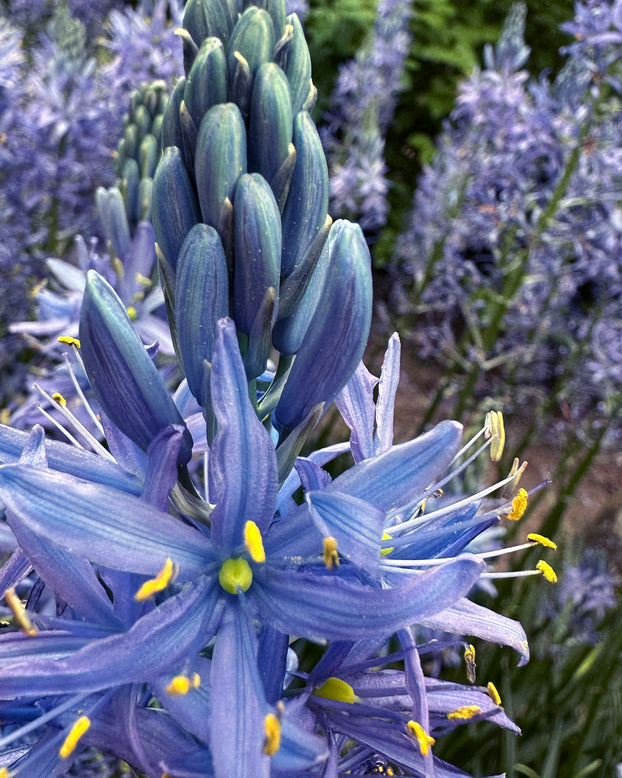 Camassia 'Blue Candle'