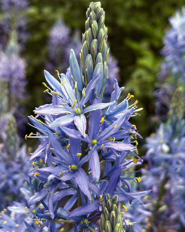 Camassia 'Blue Candle'