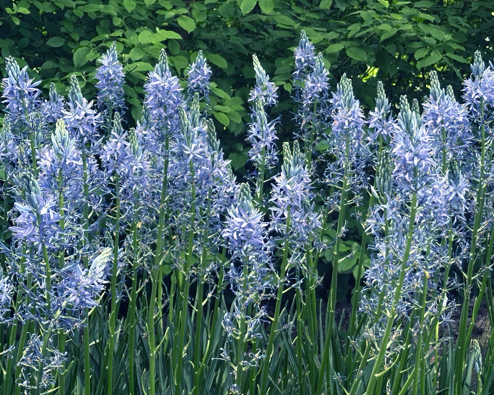 Camassia 'Blue Candle'