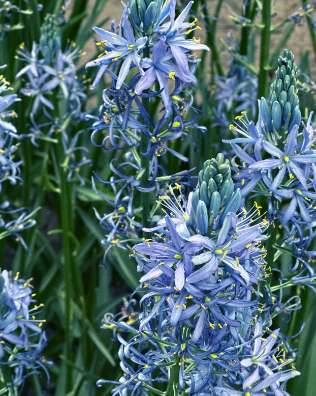 Camassia 'Blue Candle'