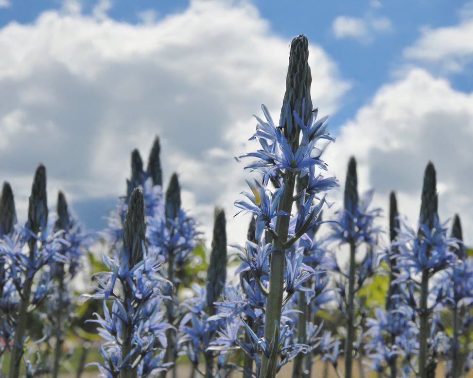 Camassia 'Blue Candle'